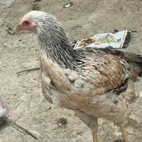 دو عدد مرغ|حیوانات مزرعه|ایرانشهر, |دیوار