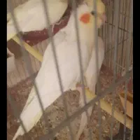 ۶عدد عروس هلندی