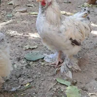 حیوانات خانگی|حیوانات مزرعه|هشتگرد, خور|دیوار