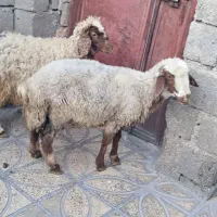 کاور|حیوانات مزرعه|ایلام, |دیوار