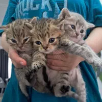 واگذاری ۴بچه گربه از نژاد بریتیش