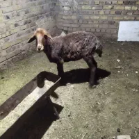 میش