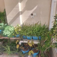 فروش انواع گل های آپارتمانی و خانگی سالم|گل و گیاه طبیعی|زنجان, |دیوار