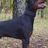 دومن یک ساله درشت مچ کلفت هیولا