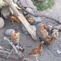 جوجه محلی