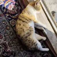 واگذاری رایگان گربه|گربه|قدس, شهرقدس|دیوار