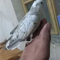اهلی