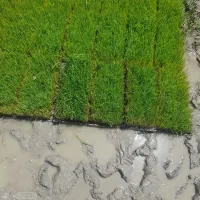 ۱۰۰ عدد