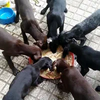 توله آلمانی ۴ماهه اصیل|سگ|صومعهسرا, |دیوار