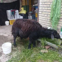 قوچ کردستانی اصل