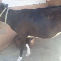 گوساله