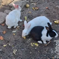 خرگوش با قیمت مناسب