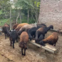 فروش گوسفند افشاری|حیوانات مزرعه|قائم‌شهر, |دیوار