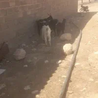 کهره نر