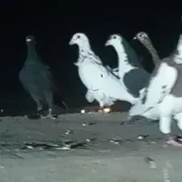 چخ کفتر پرشی