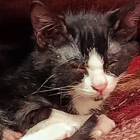 واگذاری سگ میکس اشپیتزوبچه گربه یه چشمش تخلیه شد|سگ|کرج, کوی کارمندان جنوبی|دیوار