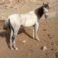 اسب مادیان با کره