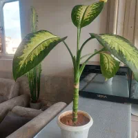 گل طبیعی دیفن باخیا