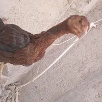 جوجه خروس لاری به شرط|حیوانات مزرعه|کرج, کمال‌شهر|دیوار