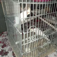 طوطی عروس هلندی مولد با جوجه|پرنده|کرج, شهرک سهرابیه|دیوار