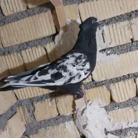 کبوتر|پرنده|شیراز, جرسقان|دیوار