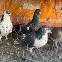 چهار عدد پرشی گرفتی نر|پرنده|سبزوار, توحیدشهر|دیوار