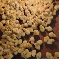 جوجه بلدرچین نژاد سفید