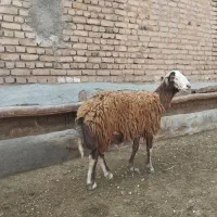 بره قوچ.و میش زاییده