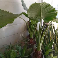 گل های آپارتمانی زیبا قیمت مناسب