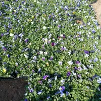 فروش نشا جعبه ای|گل و گیاه طبیعی|محلات, |دیوار