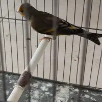 سهره قناری نر آبدانان|پرنده|ایلام, |دیوار