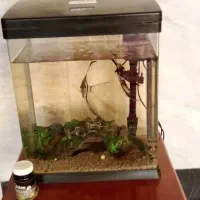 اکواریوم کوچک|ماهی|نائین, |دیوار