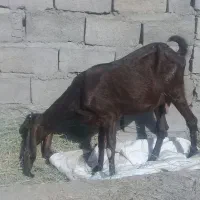 بز پاکستانی