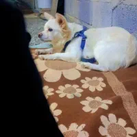 سگ پامر ماده|سگ|جیرفت, |دیوار