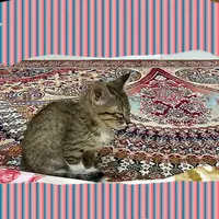گربه ۲ ماه DSH