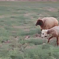 یک عدد ورندیل یا دجیجه ماده|حیوانات مزرعه|امیدیه, |دیوار