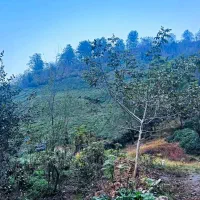 1600مترخانه محوطه سنتی پلاک 1 جنگل در دل بهشت|فروش خانه و ویلا|فومن, |دیوار