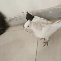 کبوتر طوقی|پرنده|بندرعباس, |دیوار