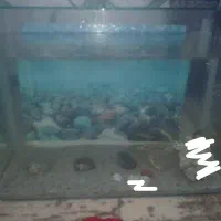 آکواریوم، ماهی ، پمپ آب