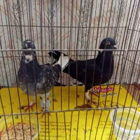 دو کبوتر طوقی با قفس