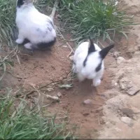 فروش خرگوش ناز