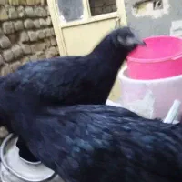 مرغ و خروس