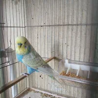 مرغ عشق انگلیسی نر