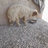 بره|حیوانات مزرعه|اهواز, اسماعیلیه|دیوار