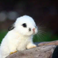 خرگوش لوپ فنجونی