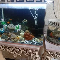 آکواریوم و ماهی