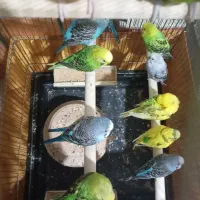 مرغ عشق صاف و کشیده سالم و سلامت|پرنده|تهران, افسریه جنوبی|دیوار