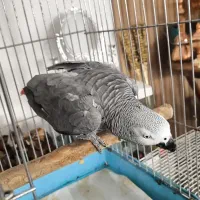 قبول واگذاری کاسکو کاکادو ملنگو|پرنده|بابل, |دیوار