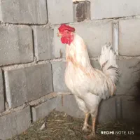 خروس