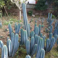 گل کاکتوس|گل و گیاه طبیعی|بابل, |دیوار